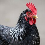 Dominique: Najstarsza i Najbardziej Przyjazna Rasa Kur w Ameryce