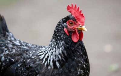Dominique: Najstarsza i Najbardziej Przyjazna Rasa Kur w Ameryce