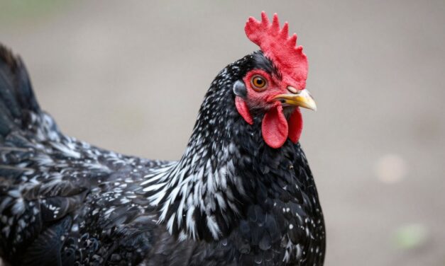 Dominique: Najstarsza i Najbardziej Przyjazna Rasa Kur w Ameryce