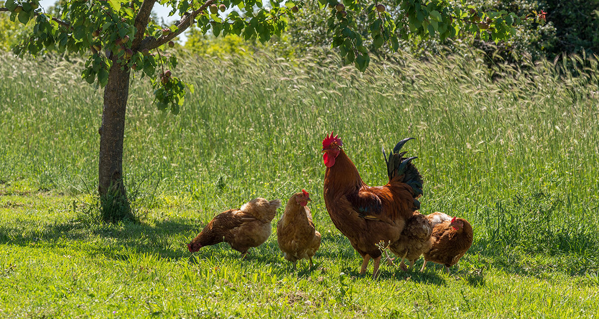 Kokcydioza u kur: Przyczyny, objawy i skuteczne metody leczenia oraz zapobiegania