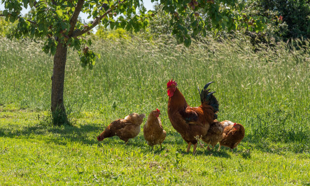 Kokcydioza u kur: Przyczyny, objawy i skuteczne metody leczenia oraz zapobiegania
