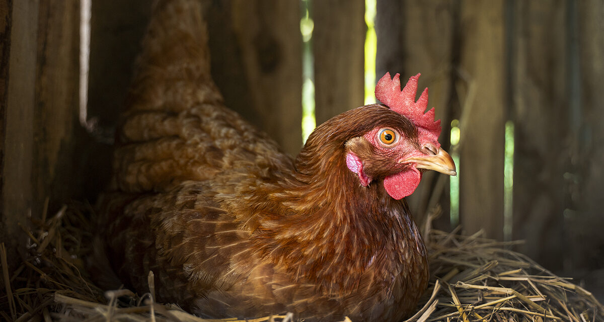 Zwalczanie ptaszyńca u kur I drobiu: objawy, zapobieganie I skuteczne metody leczenia