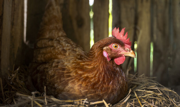 Zwalczanie ptaszyńca u kur I drobiu: objawy, zapobieganie I skuteczne metody leczenia