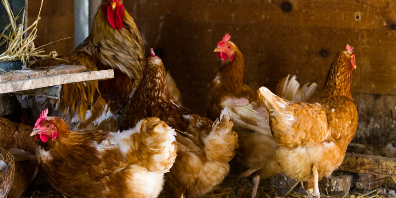 Znaczenie dobrej jakości ściółki dla zdrowia stóp drobiu