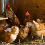 Znaczenie dobrej jakości ściółki dla zdrowia stóp drobiu