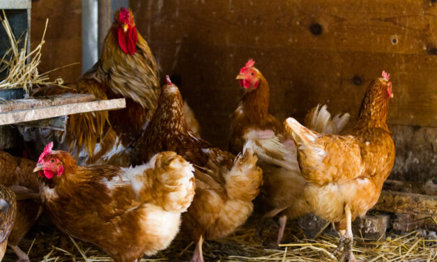 Znaczenie dobrej jakości ściółki dla zdrowia stóp drobiu
