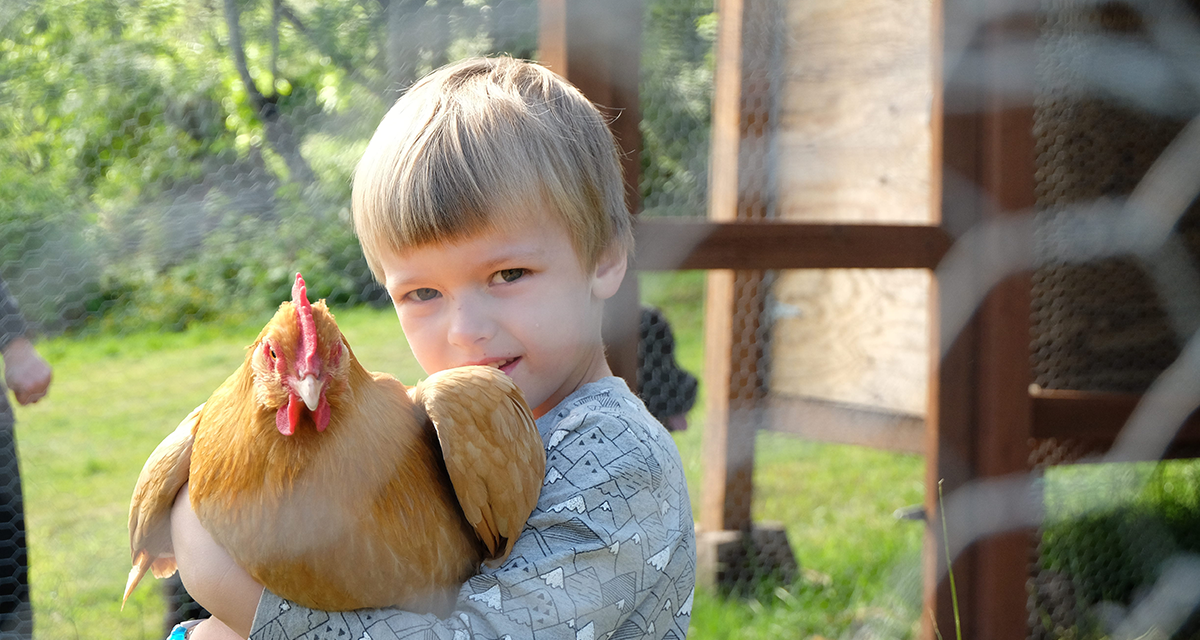 Wzmacnianie odporności drobiu: Jakie suplementy wspierają zdrowie stada?
