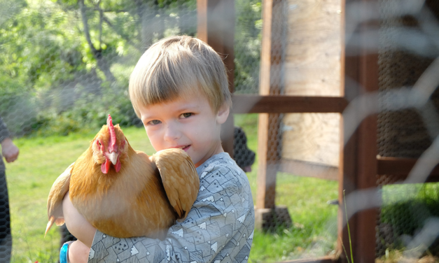 Wzmacnianie odporności drobiu: Jakie suplementy wspierają zdrowie stada?