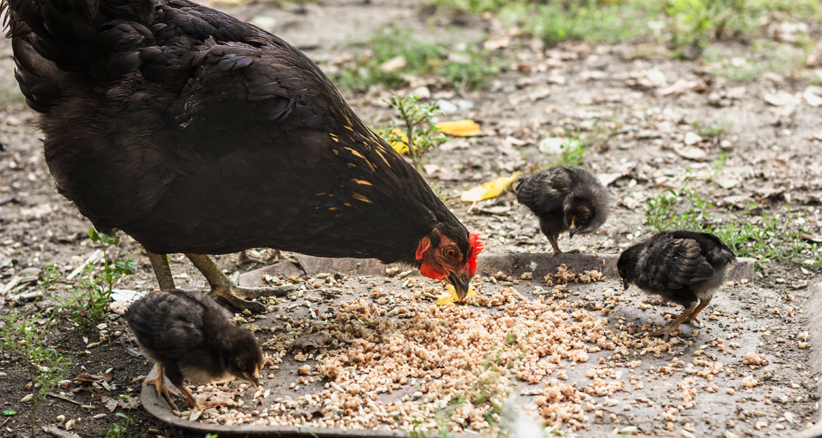 Jak wybrać najlepszą paszę dla kur: kompletny przewodnik dla hodowców