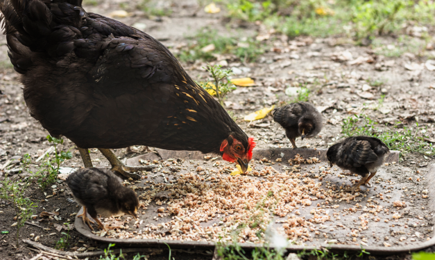 Jak wybrać najlepszą paszę dla kur: kompletny przewodnik dla hodowców