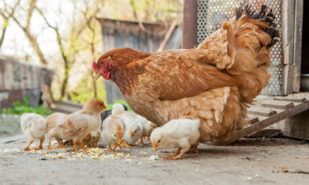 Probiotyki i prebiotyki w żywieniu drobiu: Jak wspomagają zdrowie jelit i poprawiają produkcję?