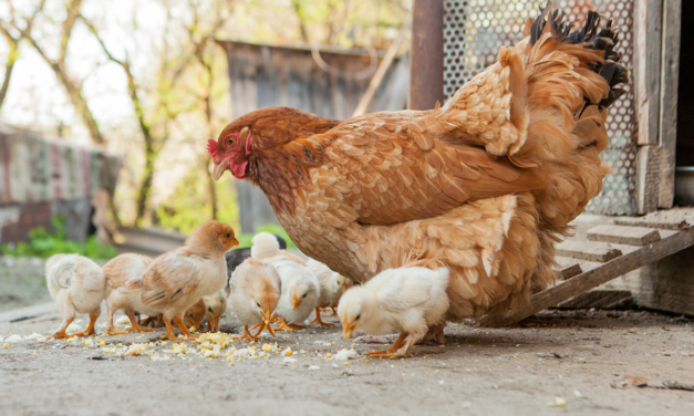 Probiotyki i prebiotyki w żywieniu drobiu: Jak wspomagają zdrowie jelit i poprawiają produkcję?