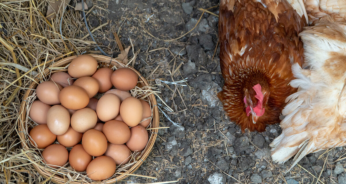 Najlepsze rasy kur niosek: które wybrać dla maksymalnej produkcji jaj?