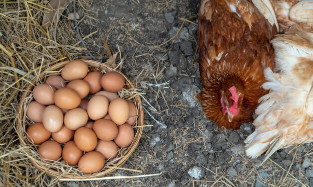 Najlepsze rasy kur niosek: które wybrać dla maksymalnej produkcji jaj?