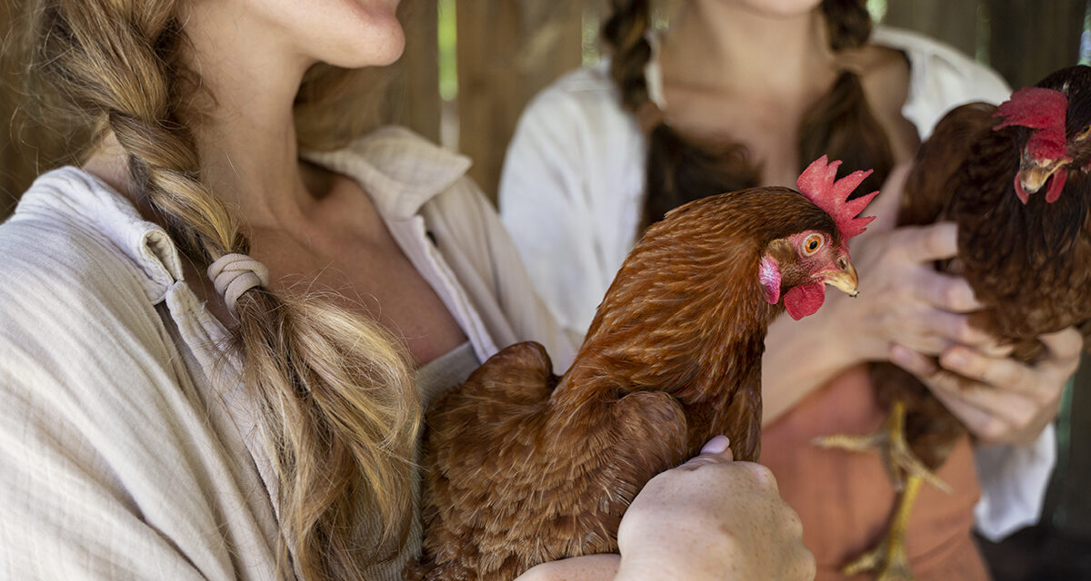 Jak zbudować zdrowe i produktywne stado? Odkryj sekrety udanej hodowli z e-kurczaki.pl!