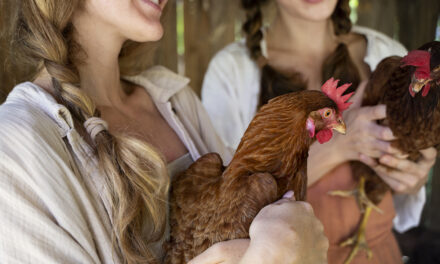 Jak zbudować zdrowe i produktywne stado? Odkryj sekrety udanej hodowli z e-kurczaki.pl!