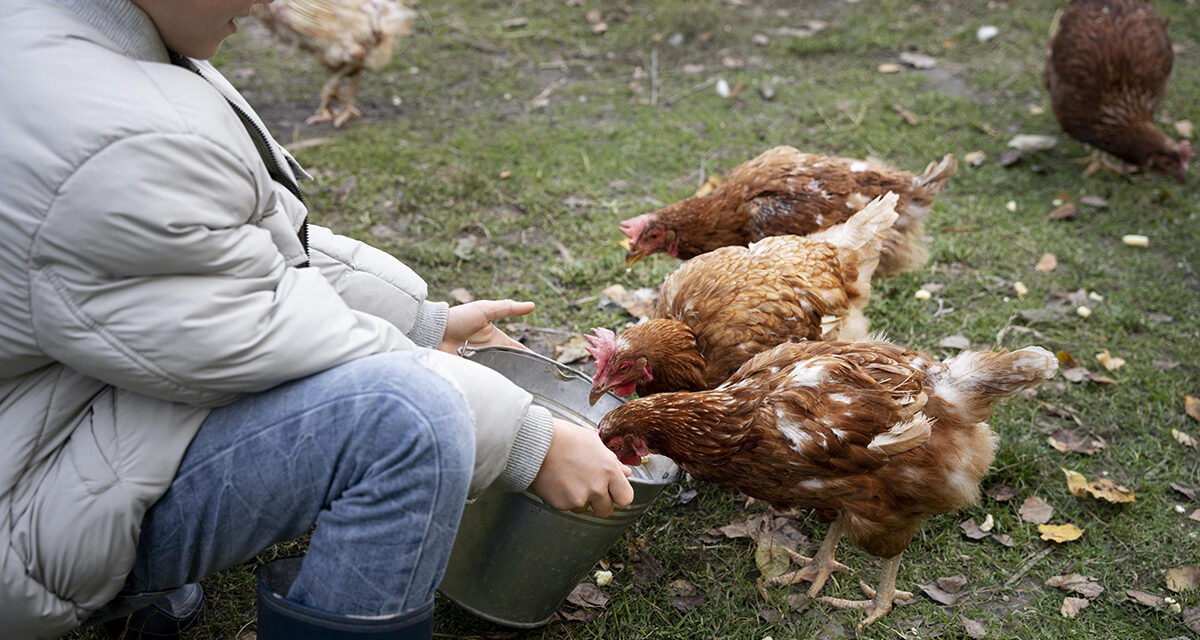 Woda jako kluczowy element żywienia drobiu: Znaczenie hydratacji w produkcji