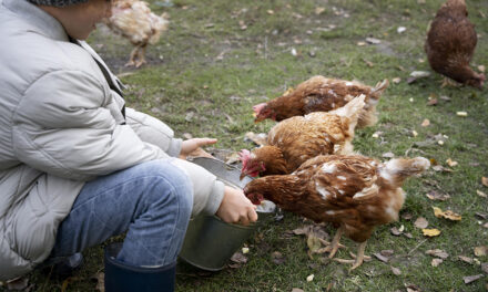 Woda jako kluczowy element żywienia drobiu: Znaczenie hydratacji w produkcji